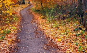 Höstens nyhetsbrev för IPÖ prostatacancer